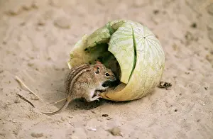 Melons: Striped Mouse - Eating tsama melon