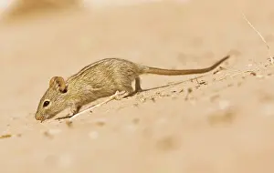 Pumilio: Striped mouse/ Four-striped Mouse. in the Kalahari