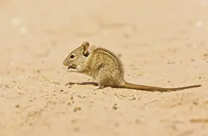 Pumilio: Striped mouse/ Four-striped Mouse. in the Kalahari