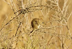 Pumilio: Striped Mouse/ Four-striped Mouse. Kalahari Desert