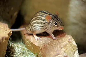 Concentrated: Striped mouse (Lemniscomys barbarus), adult, on
