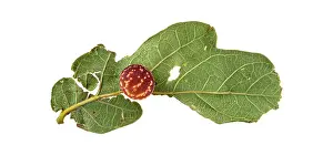 Plate: Striped oak gall wasp (Cynips longiventris), gall