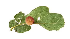 Apocrita: Striped oak gall wasp (Cynips longiventris), gall