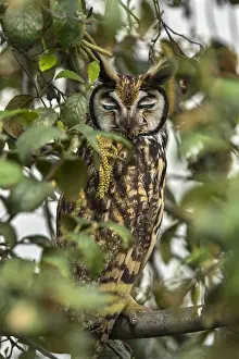 Bogota: Striped Owl (Pseudoscops clamator) wetland El Burro