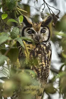 Bogota: Striped Owl (Pseudoscops clamator) wetland El Burro
