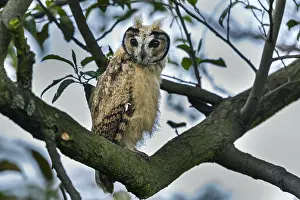 Bogota: Striped Owl (Pseudoscops clamator) wetland El Burro