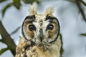Bogota: Striped Owl (Pseudoscops clamator) wetland El Burro
