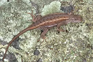 Iguanid: Striped Plateau Lizard