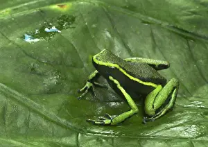 Epipedobates: Three Striped Poison Frog
