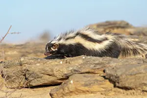 Striatus: Striped polecat or African Polecat (Ictonyx striatus)