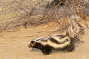 Striatus: Striped polecat or African Polecat (Ictonyx striatus)
