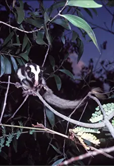 Eric Lindgren: Striped POSSUM
