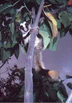 Eric Lindgren: Striped POSSUM - in tree