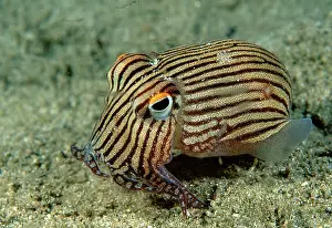 Auscape - Named Photographers: Striped Pyjama SQUID - surrounded by Mysid shrimp