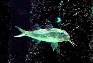 Mullet: Striped Red Mullet Fish - Underwater