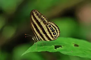 Ringlet: Striped Ringlet