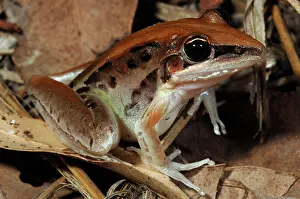 Litoria: Striped Rocket Frog (Litoria nasuta)