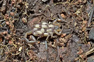 Scorpions: Striped Scorpion With Young