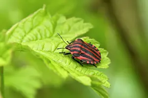 Graphosoma: Striped Shield Bug (Graphosoma lineatum) on leaf