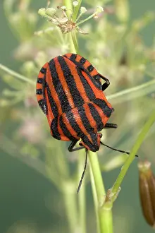 Graphosoma: Striped Shield Bug - on an ombellifera