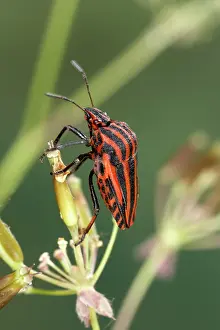 Graphosoma: Striped Shield Bug - on an ombellifera