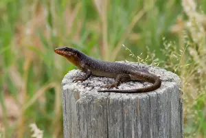 Skinks: Striped Skink basking