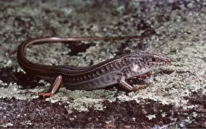 Skink: Striped Skink / Lizard