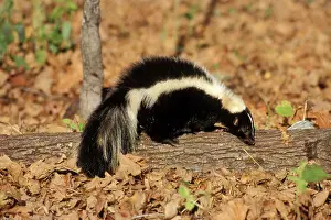 Skunks: Striped Skunk