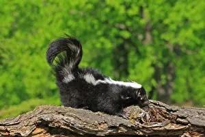 Skunk: Striped Skunk