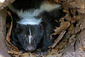 Skunk: Striped Skunk