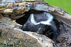 Skunk: Striped Skunk
