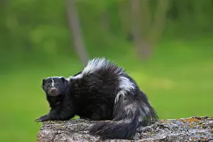 Skunk: Striped Skunk