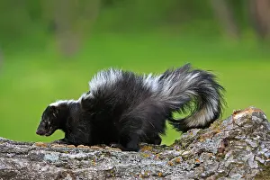 Skunk: Striped Skunk