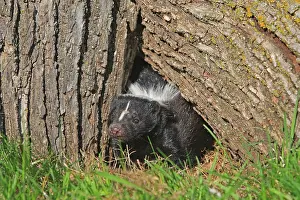 Skunk: Striped Skunk