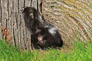 Skunk: Striped Skunk - bottom