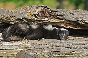 Skunk: Striped Skunk