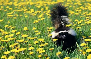 Skunk: Striped Skunk