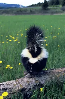 Skunk: Striped Skunk