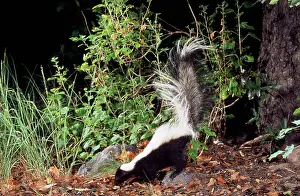 Skunk: Striped Skunk