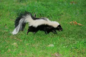 Skunk: Striped Skunk