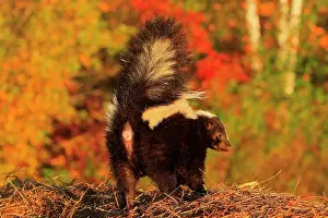 Skunk: Striped Skunk