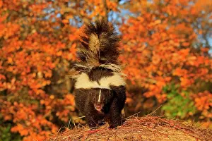 Skunk: Striped Skunk