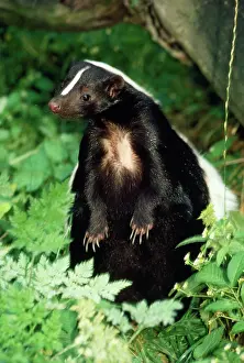 Skunk: Striped Skunk