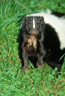 Skunk: STRIPED SKUNK