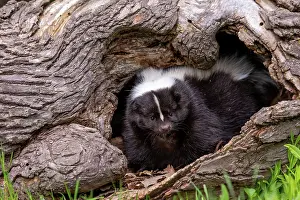 Skunk: STRIPED SKUNK