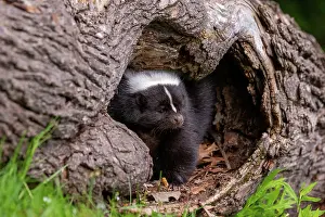 Skunk: STRIPED SKUNK