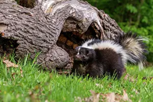Skunk: STRIPED SKUNK
