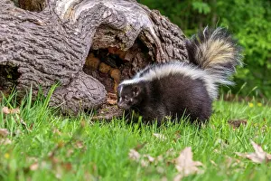Skunk: STRIPED SKUNK