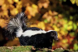 Skunks: Striped Skunk - autumn