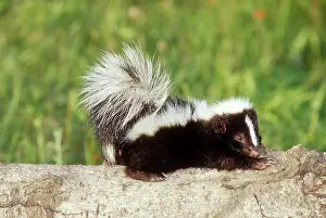 Skunk: Striped Skunk - Baby